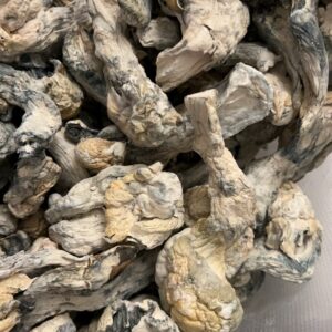 Nutcracker Magic Mushrooms